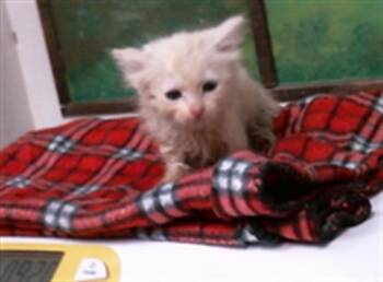 POPCORN -  Domestic Short Hair Cat for Adoption in Houston, Texas - POPCORN | PetCurious