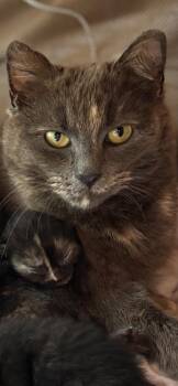 Rescue Domestic Short Hair Cats for Adoption in Yardley, Pennsylvania - Gigi | PetCurious