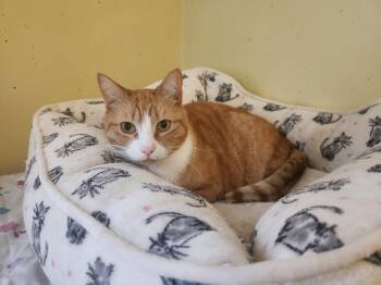 Murray -  Domestic Short Hair Cat Available for Adoption in Berkeley Heights, New Jersey - Murray | PetCurious