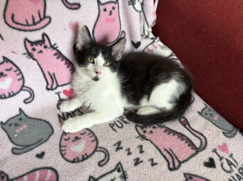 Rescue Tuxedo and Domestic Medium Hair Cats for Adoption in Laguna Niguel, California - Musketeer | PetCurious