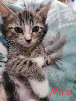 Domestic Short Hair Cats Available for Adoption in Blanchard, Oklahoma - Miro - ACCEPTING Pre-ADOPTION Applications | PetCurious
