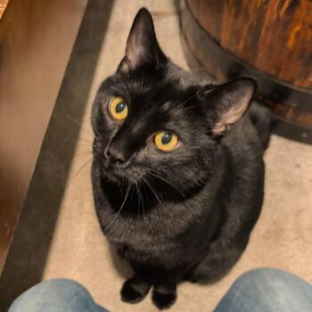 Batman -  Domestic Short Hair Cat for Adoption in Winchester, Virginia - Batman | PetCurious