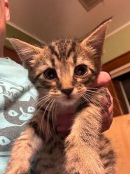 Domestic Short Hair Cats Available for Adoption in Grand Rapids, Michigan - Esme | PetCurious