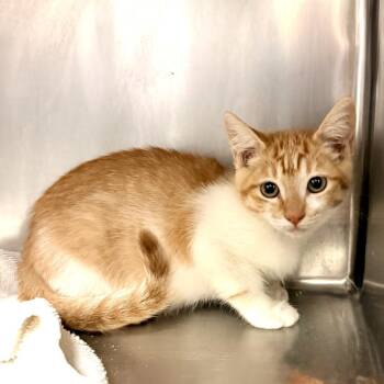 Pebble -  Domestic Short Hair Cat for Adoption in Palm Springs, California - Pebble | PetCurious