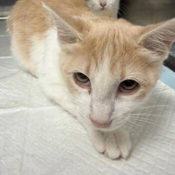 Suki -  Domestic Medium Hair Cat for Adoption in Columbiana, Alabama - Suki | PetCurious