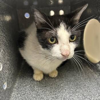Pickle -  Domestic Medium Hair Cat for Adoption in Galveston, Texas - Pickle | PetCurious