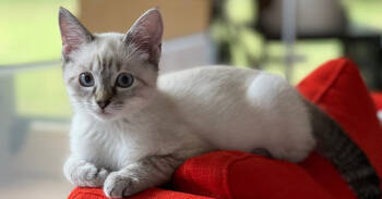 Rescue Siamese Cats for Adoption in Austin, Texas - Francis 3 | PetCurious