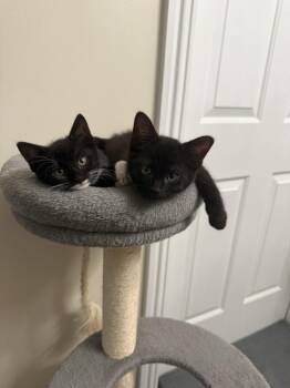 Cedar -  Domestic Short Hair Cat for Adoption - Cedar | PetCurious