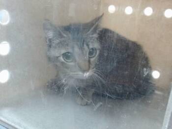 NANCY -  Domestic Short Hair Cat for Adoption in Salinas, California - NANCY | PetCurious