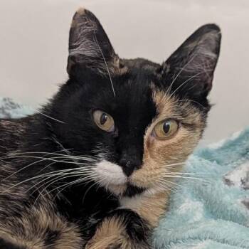 Zara -  Domestic Short Hair Cat for Adoption in Meridian, Idaho - Zara | PetCurious