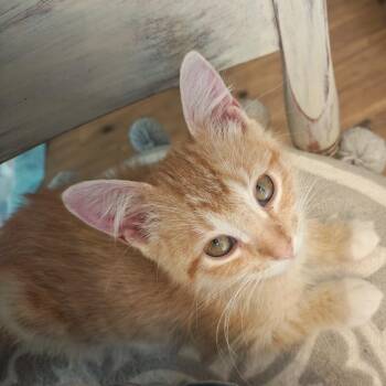 Raggedy Ann C12510 -  Domestic Short Hair Cat for Adoption - Raggedy Ann C12510 | PetCurious