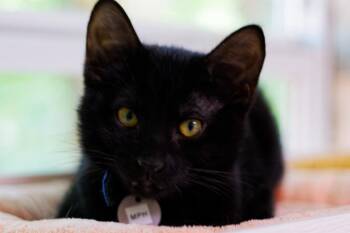 MPH -  American Bobtail Cat for Adoption in Hot Springs, Arkansas - MPH | PetCurious