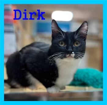 Domestic Short Hair Cats Available for Adoption - Dirk | PetCurious