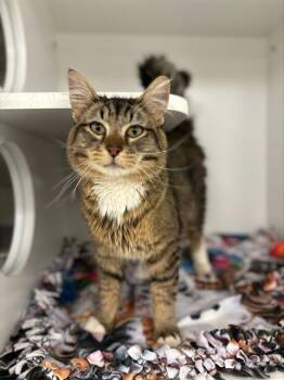 Domestic Medium Hair Cats Available for Adoption in Kent, Washington - ORACLE | PetCurious
