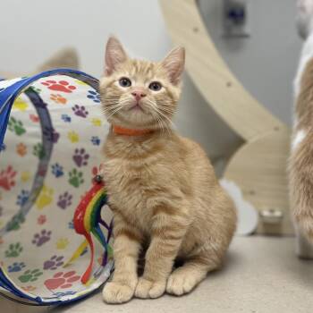 Cob -  Domestic Short Hair Cat for Adoption in Champaign, Illinois - Cob | PetCurious