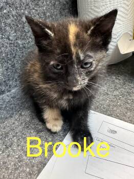 Brooke -  Domestic Short Hair Cat for Adoption in Dyersburg, Tennessee - Brooke | PetCurious