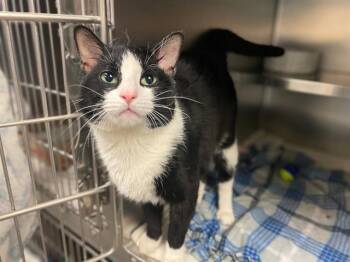 Domestic Short Hair Cats Available for Adoption - BOWTIE | PetCurious