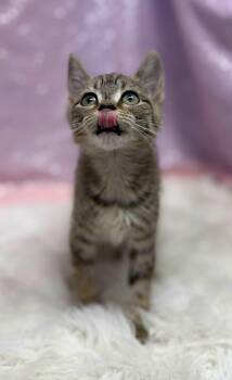 Drill Bit -  Domestic Short Hair Cat for Adoption in Clarkesville, Georgia - Drill Bit | PetCurious