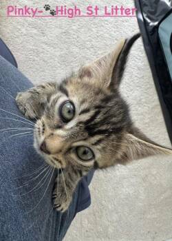 Pinky Pop (The High St. Litter) -  Domestic Short Hair Cat for Adoption in Telford, Pennsylvania - Pinky Pop (The High St. Litter) | PetCurious