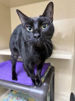 Cody -  Domestic Short Hair Cat for Adoption in Arlington, Washington - Cody | PetCurious