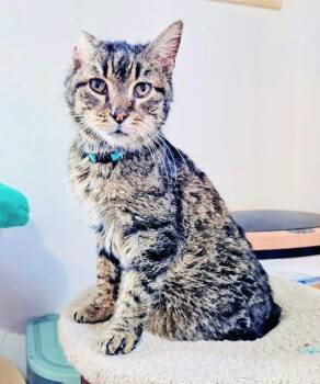 Domestic Short Hair Cats Available for Adoption in Waverly, Iowa - Charlie | PetCurious
