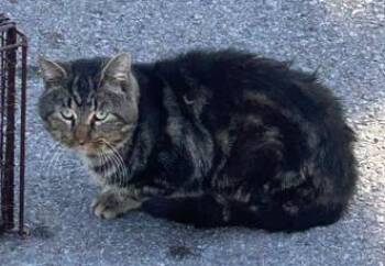 Rescue Domestic Short Hair Cats for Adoption in Nashville, Tennessee - Beef Stew | PetCurious