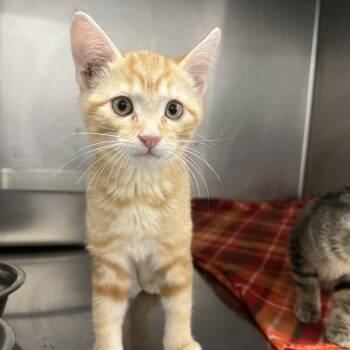 Pogo -  Domestic Short Hair Cat for Adoption in Idaho Falls, Idaho - Pogo | PetCurious