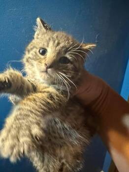 Tabby Cats Available for Adoption in Winnipeg, Manitoba - Turtle | PetCurious
