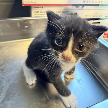 Domestic Short Hair Cats Available for Adoption in Tuscaloosa, Alabama - TUSC-Stray-84373_2 | PetCurious