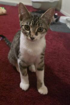 Soxy -  Domestic Short Hair Cat for Adoption in Mansfield, Texas - Soxy | PetCurious