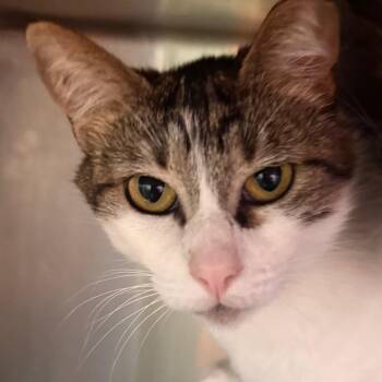 Domestic Short Hair Cats Available for Adoption in Wheeling, Illinois - Miny | PetCurious