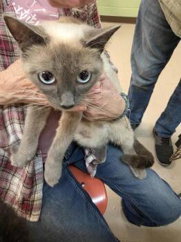 Siamese Cats Available for Adoption in Burnsville, North Carolina - Jelly Bean | PetCurious