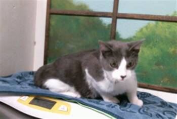 MATEO -  Domestic Short Hair Cat for Adoption in Houston, Texas - MATEO | PetCurious