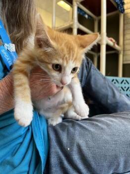 Paprika -  Domestic Short Hair Cat for Adoption in Salinas, California - Paprika | PetCurious