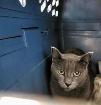 Petunia -  Domestic Short Hair Cat for Adoption in Detroit Lakes, Minnesota - Petunia | PetCurious