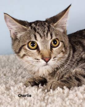 Charlie -  Domestic Short Hair Cat for Adoption in Gilbert, Arizona - Charlie | PetCurious