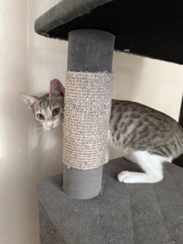 Rescue Domestic Short Hair and Tabby Cats for Adoption in Naranjito, Naranjito - Travis | PetCurious