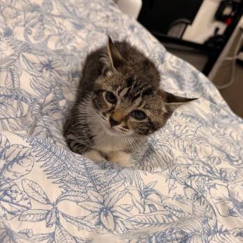 Cilantro -  Domestic Short Hair Cat for Adoption in Chattanooga, Tennessee - Cilantro | PetCurious