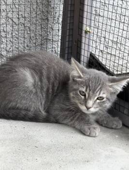 Candy Corn -  Domestic Short Hair Cat for Adoption in San Diego, California - Candy Corn | PetCurious