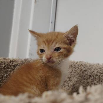 Domestic Short Hair Cats Available for Adoption in Springtown, Texas - Harrison | PetCurious
