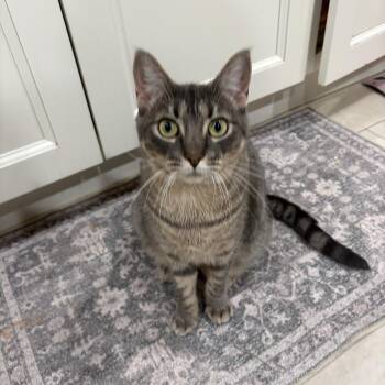 Taryn -  Domestic Short Hair Cat for Adoption - Taryn | PetCurious