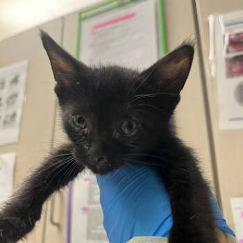 Domestic Short Hair Cats Available for Adoption in Las Vegas, Nevada - COCA | PetCurious