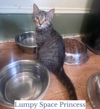 Lumpy Space Princess -  Domestic Short Hair Cat for Adoption in Berkeley Springs, West Virginia - Lumpy Space Princess | PetCurious