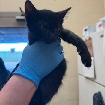 Turner -  Domestic Short Hair Cat for Adoption in Birmingham, Alabama - Turner | PetCurious
