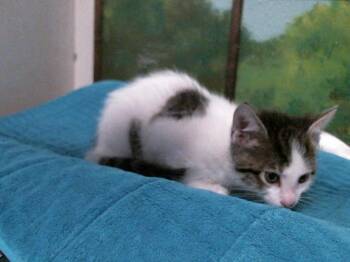 Domestic Short Hair Cats Available for Adoption in Houston, Texas - WALLY | PetCurious