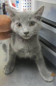 (620) -  Domestic Short Hair Cat for Adoption in Marietta, Georgia - (620) | PetCurious