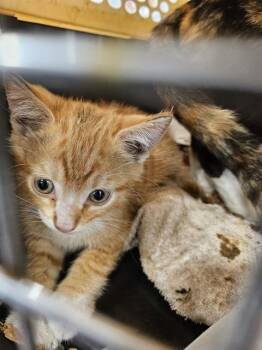 A137030 -  Domestic Short Hair Cat for Adoption in Palmetto, Florida - A137030 | PetCurious