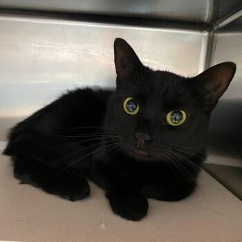 Ninja -  Domestic Short Hair Cat for Adoption in Edinburg, Virginia - Ninja | PetCurious