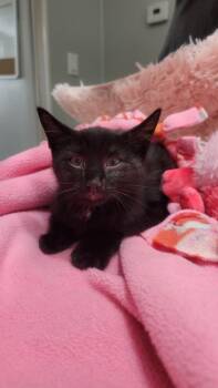 Rescue Bombay Cats for Adoption in Norwich, Connecticut - Violet | PetCurious