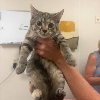 Funyun -  Domestic Short Hair Cat for Adoption in Pekin, Illinois - Funyun | PetCurious